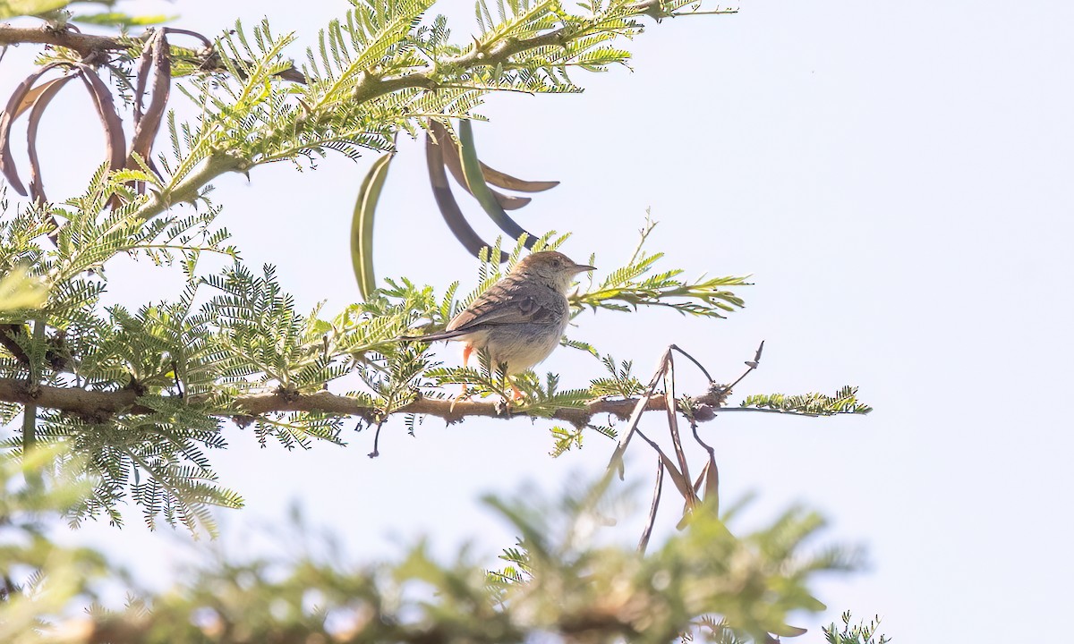 Tabora Cisticola - ML629977107