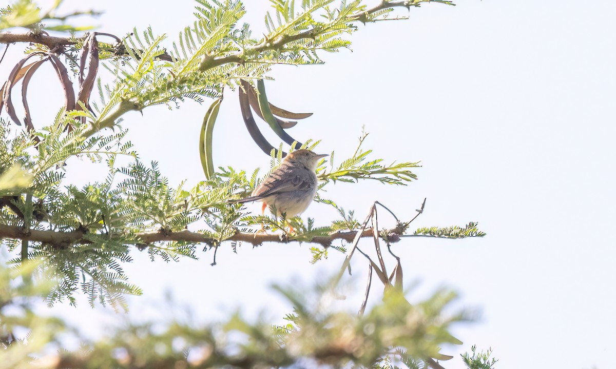 Tabora Cisticola - ML629977108