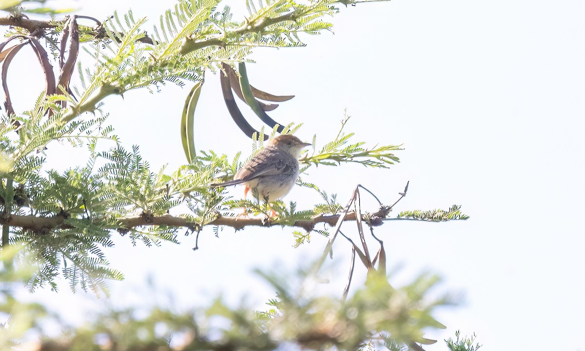 Tabora Cisticola - ML629977109