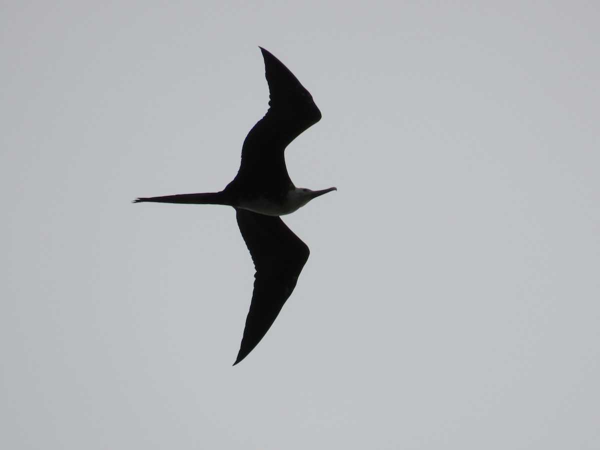 Prachtfregattvogel - ML629977202