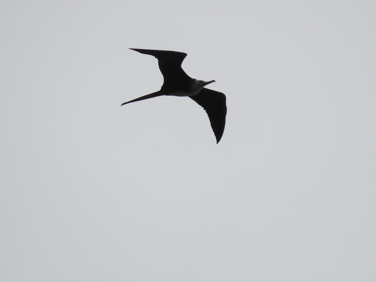 Prachtfregattvogel - ML629977204