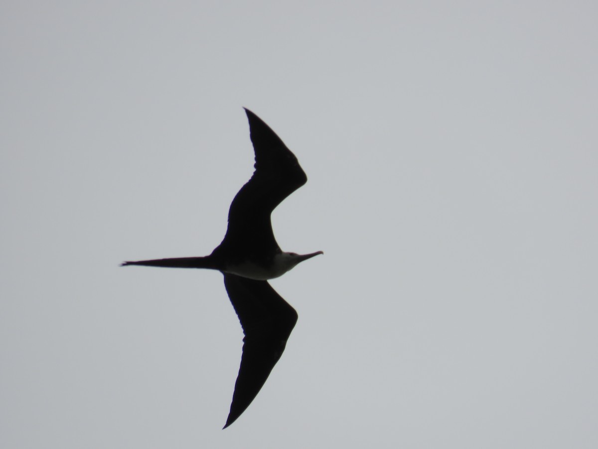 Prachtfregattvogel - ML629977205