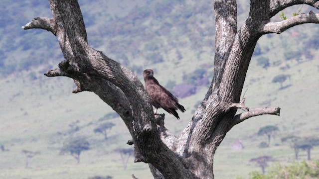 Brown Snake-Eagle - ML629977479
