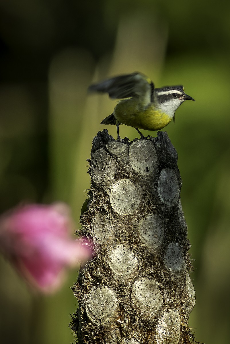 Bananaquit - ML629977594