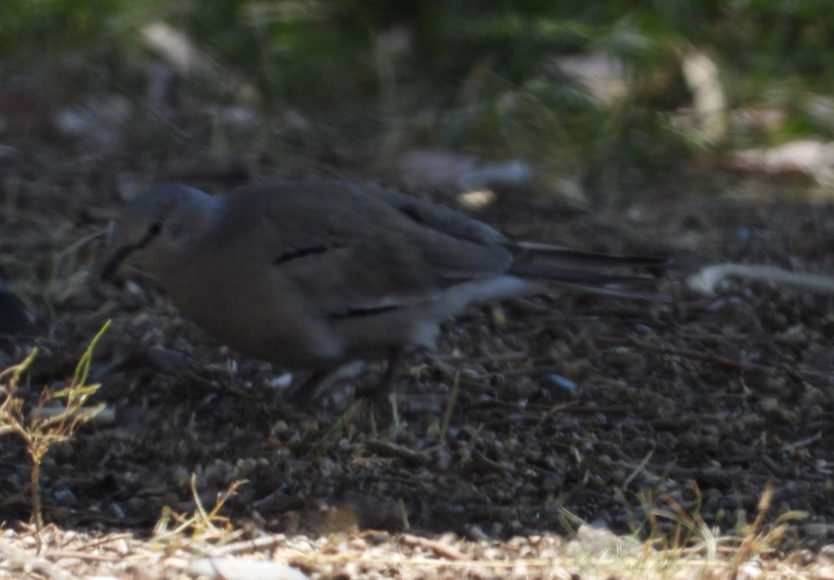 Picui Ground Dove - ML629977828