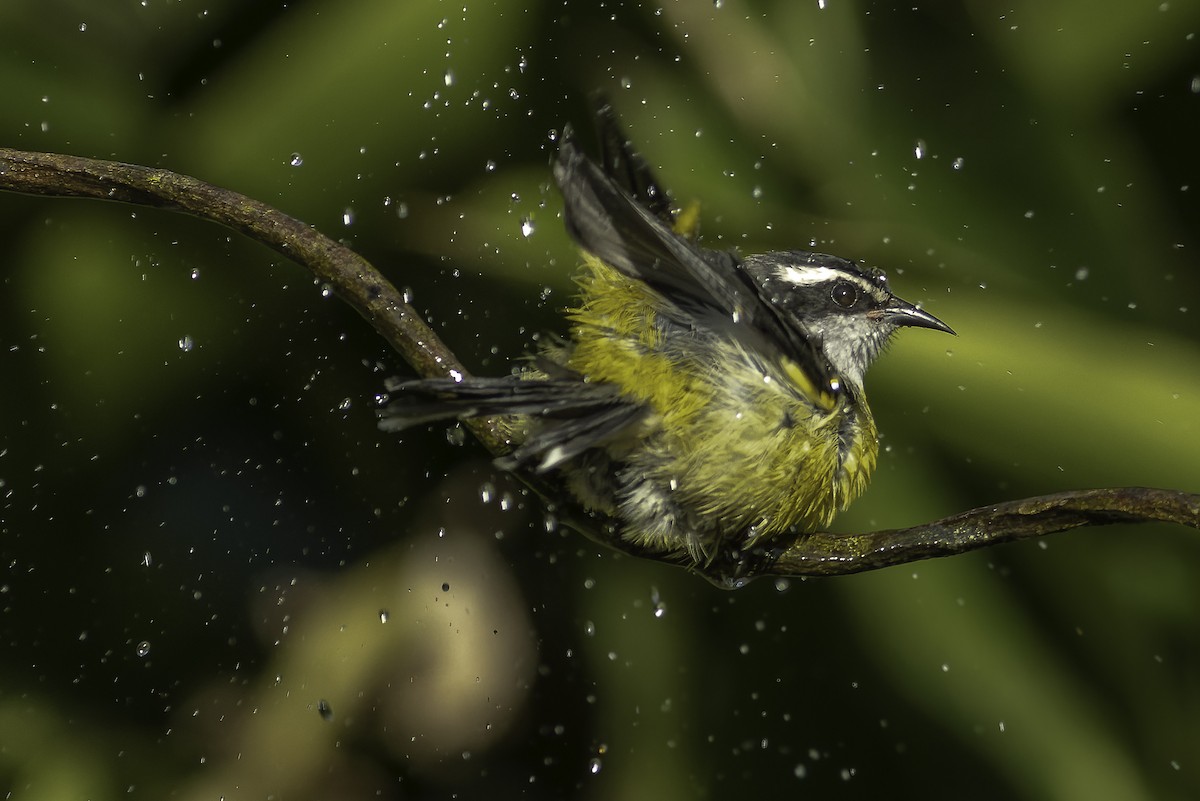 Bananaquit - ML629977887