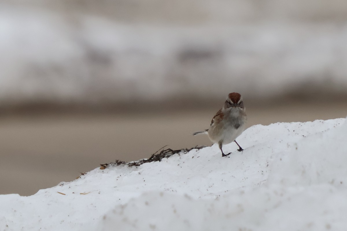 American Tree Sparrow - ML629977899