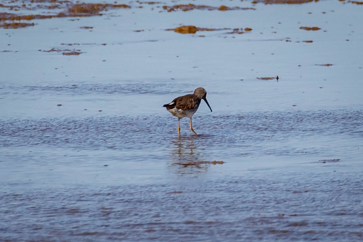 jespák dlouhonohý - ML629978071