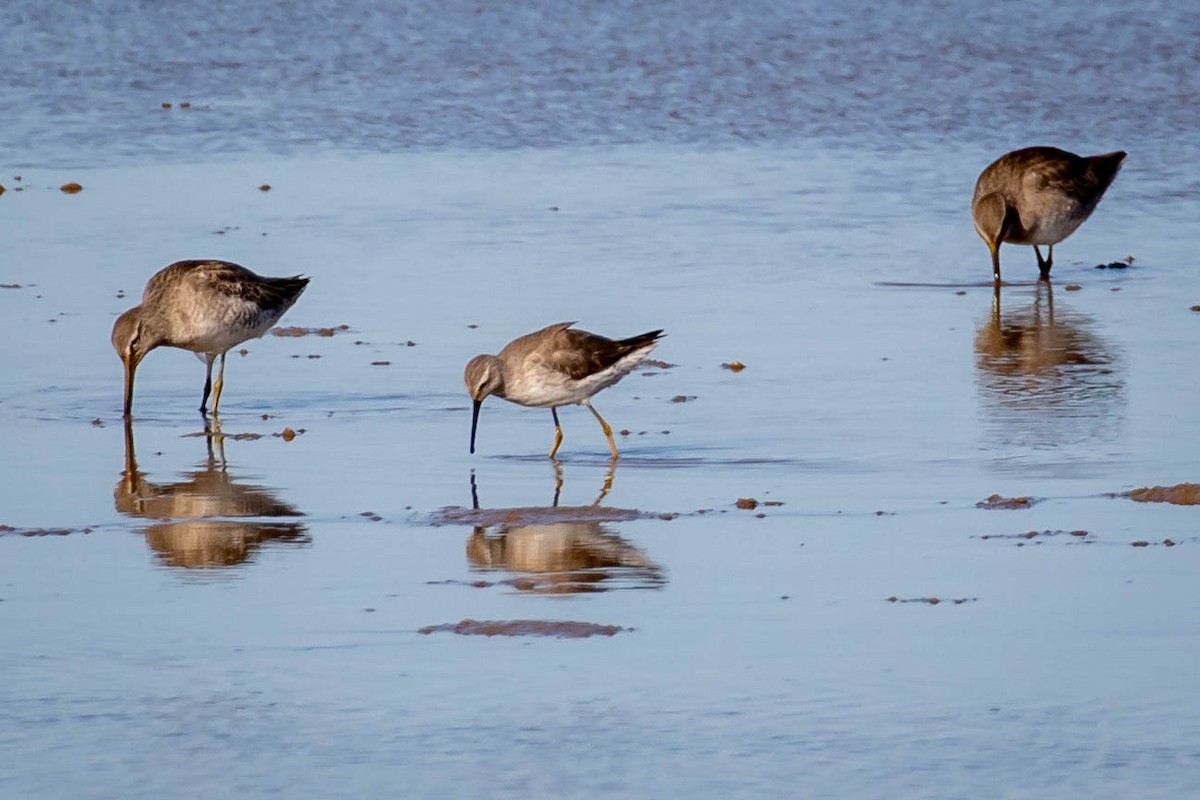 jespák dlouhonohý - ML629978072