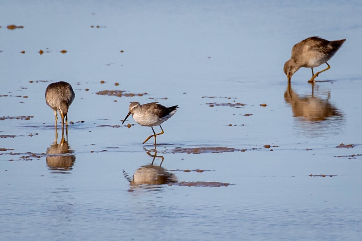 jespák dlouhonohý - ML629978073