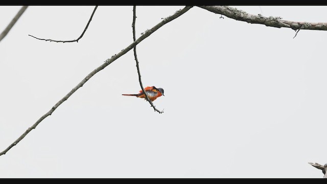 Gray-chinned Minivet (Gray-chinned) - ML629978202