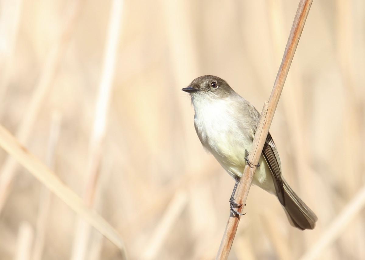 Eastern Phoebe - ML629978255