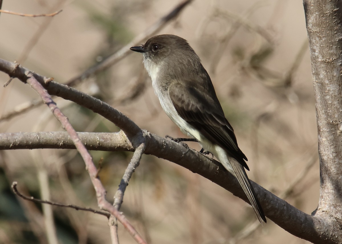 Eastern Phoebe - ML629978272