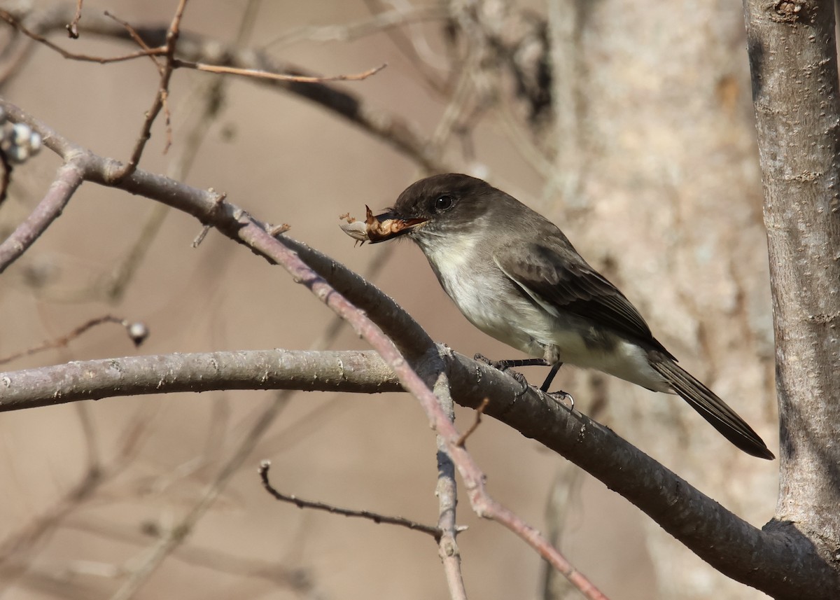 Eastern Phoebe - ML629978283