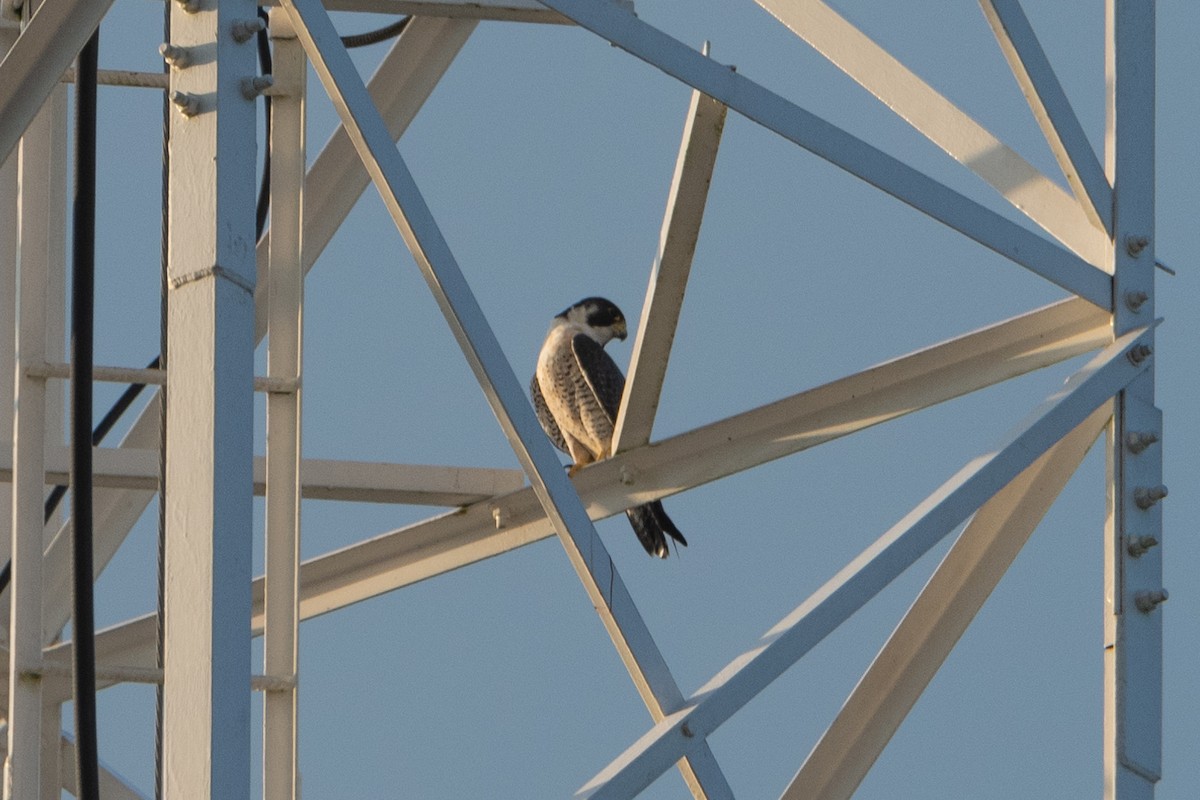 Peregrine Falcon - ML629978299