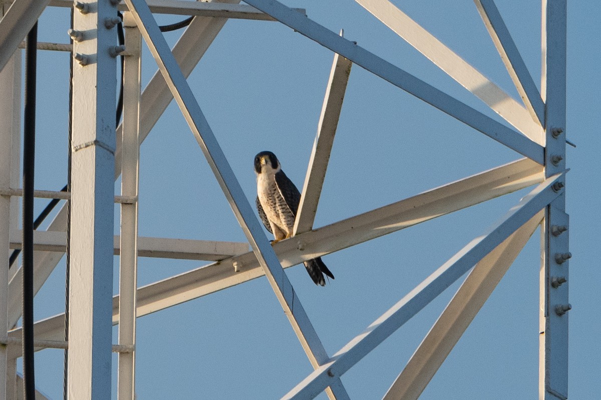 Peregrine Falcon - ML629978300