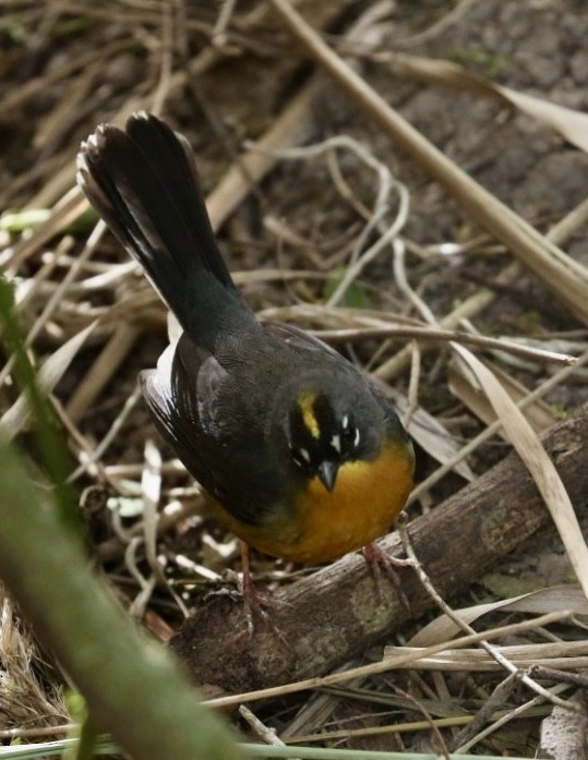 Fan-tailed Warbler - ML629978308