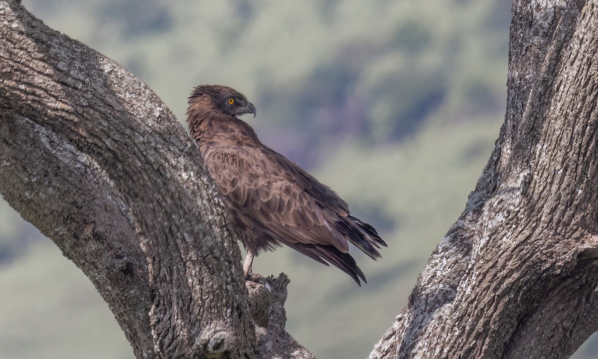 Brown Snake-Eagle - ML629978309