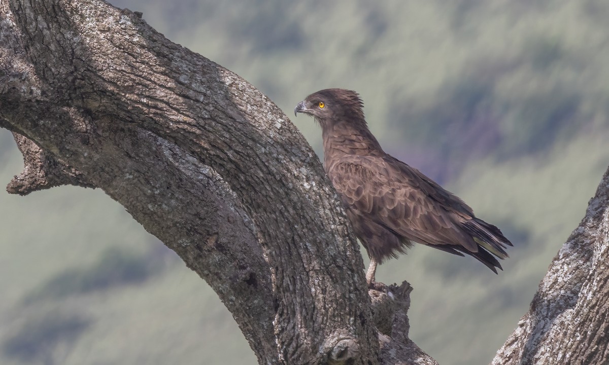 Brown Snake-Eagle - ML629978310
