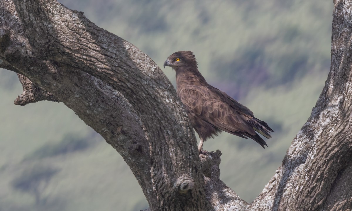 Brown Snake-Eagle - ML629978311