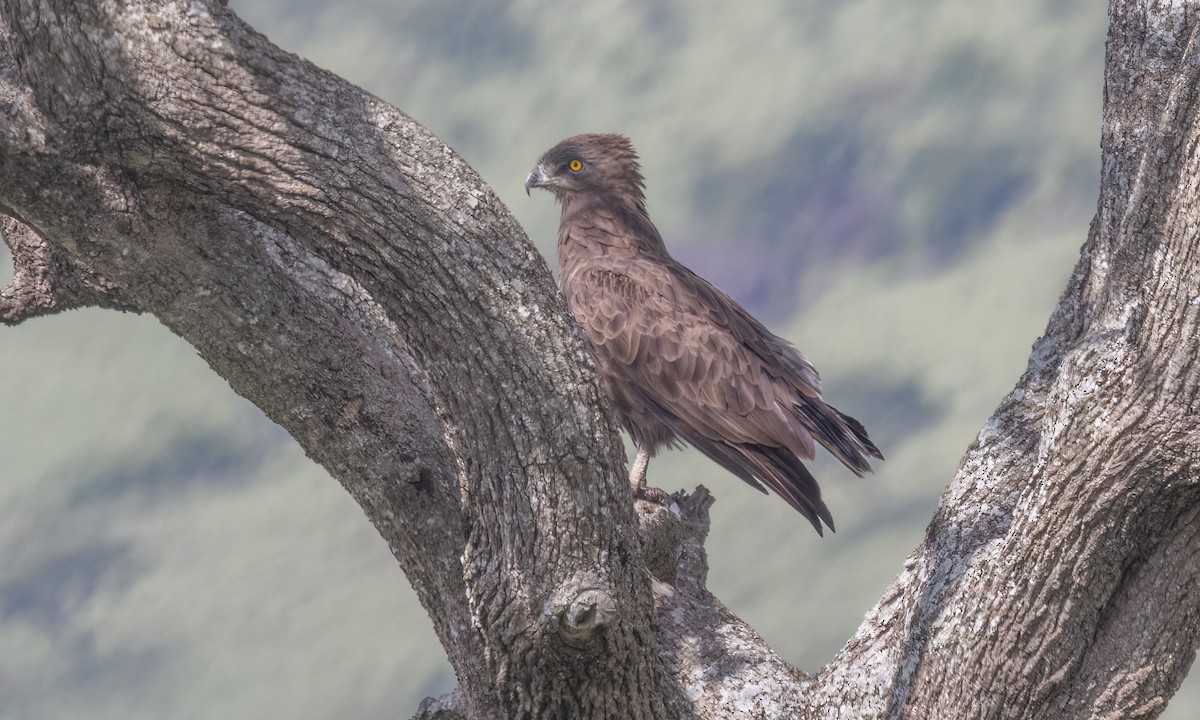 Brown Snake-Eagle - ML629978312