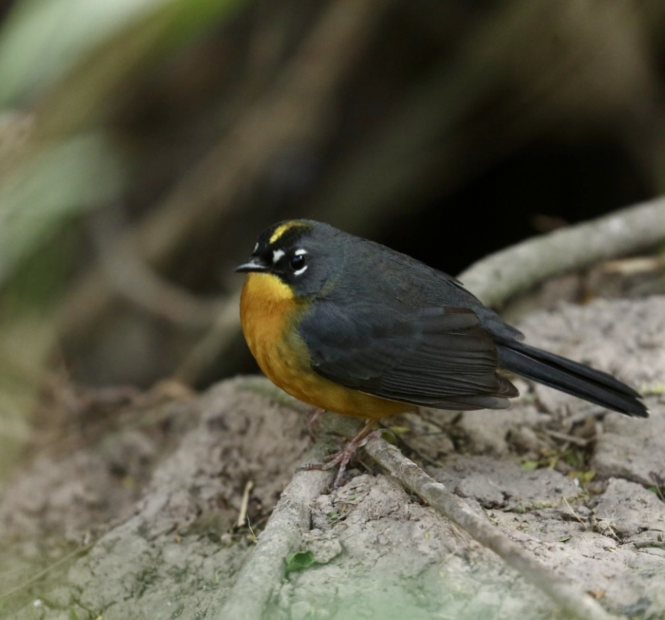 Fan-tailed Warbler - ML629978341