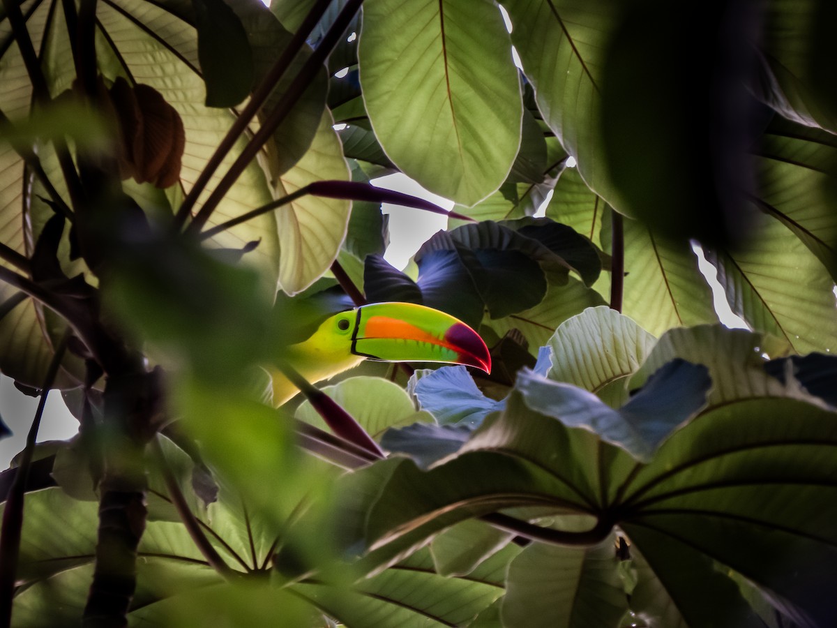 Keel-billed Toucan - ML629978367
