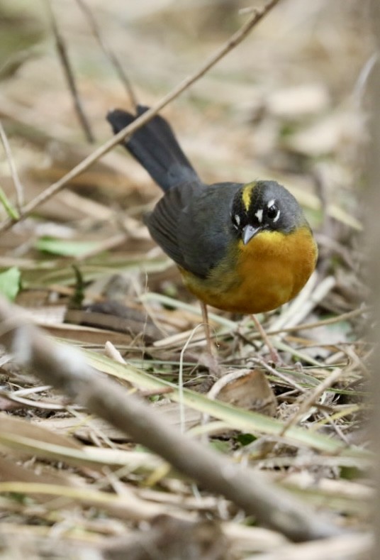Fan-tailed Warbler - ML629978384