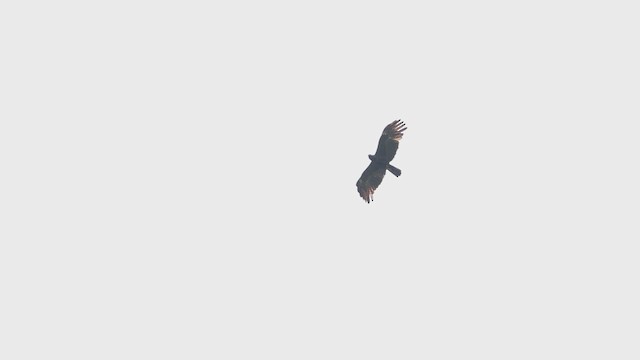Black Eagle - ML629978400