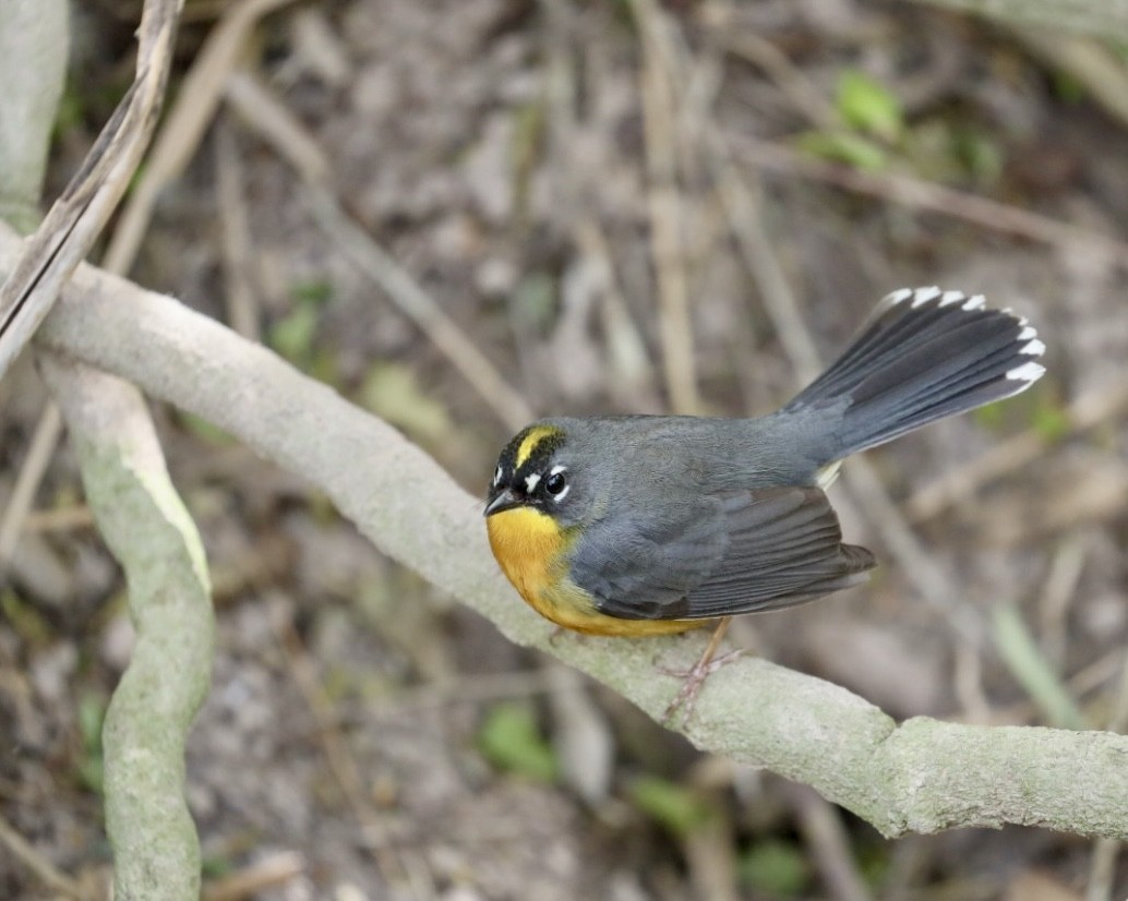 Fan-tailed Warbler - ML629978411