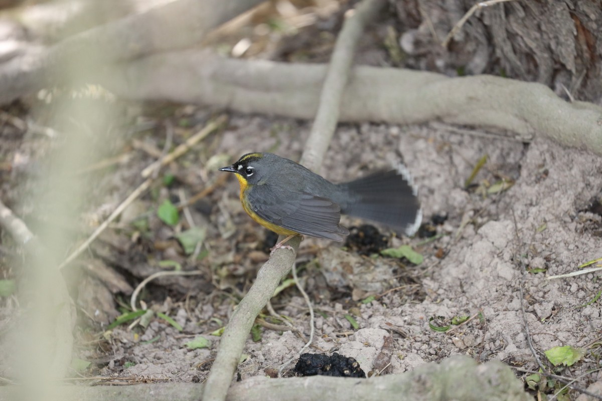 Fan-tailed Warbler - ML629978442