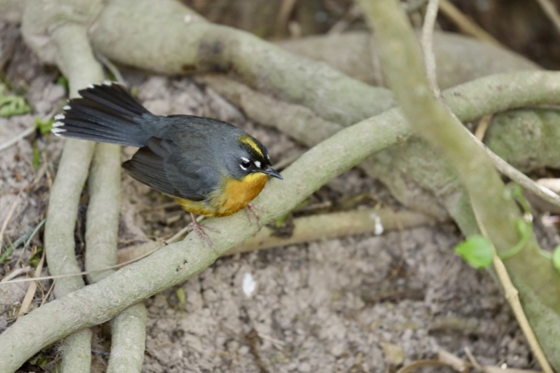 Fan-tailed Warbler - ML629978485