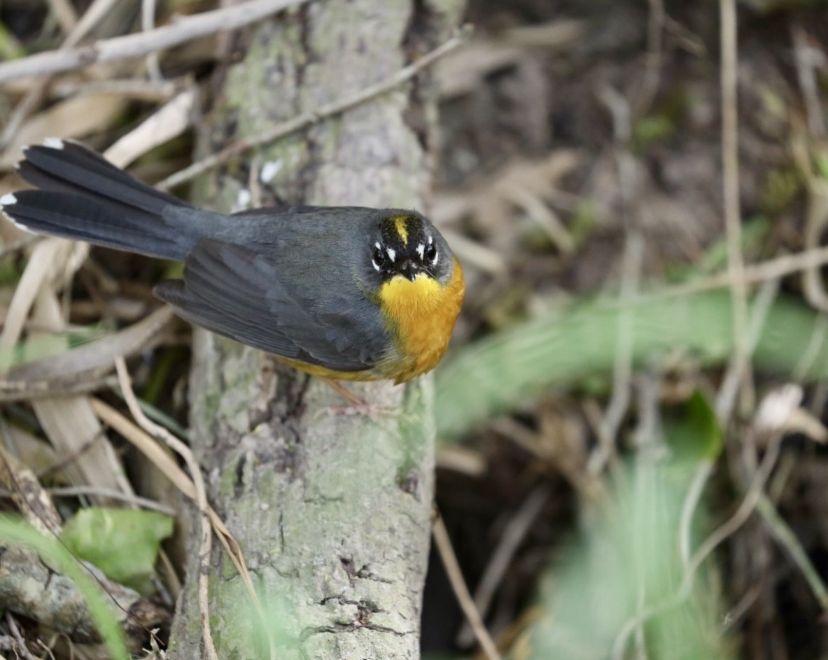 Fan-tailed Warbler - ML629978518
