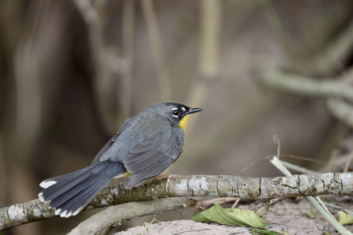 Fan-tailed Warbler - ML629978551