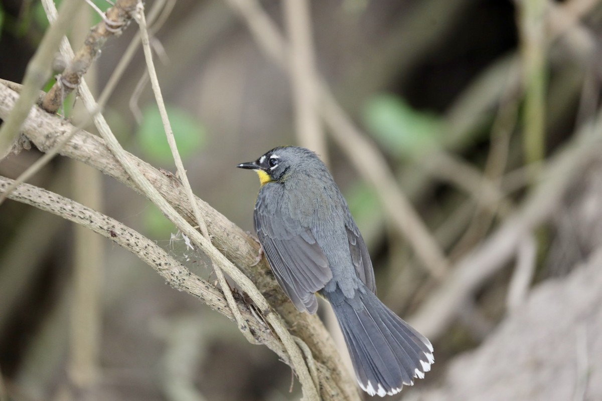 Fan-tailed Warbler - ML629978616