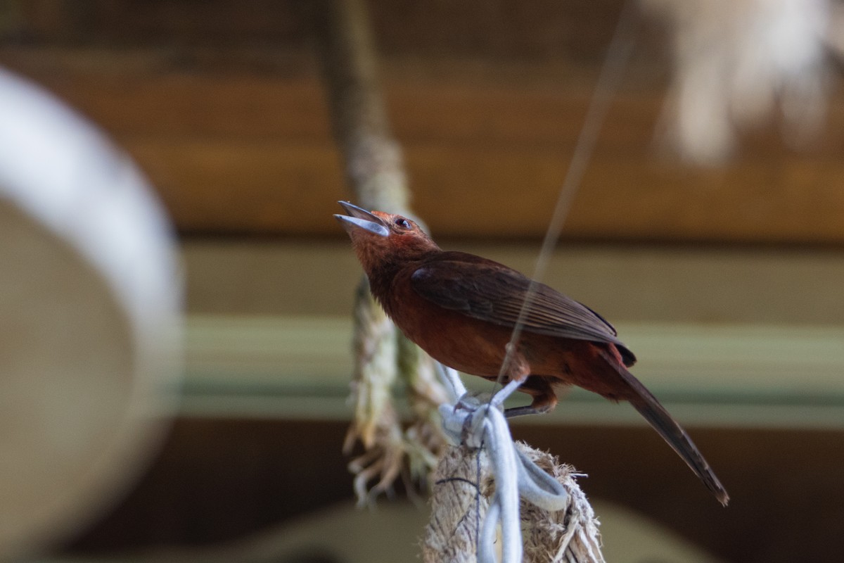 Silver-beaked Tanager - ML629978820