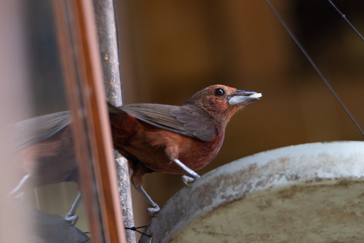 Silver-beaked Tanager - ML629978821