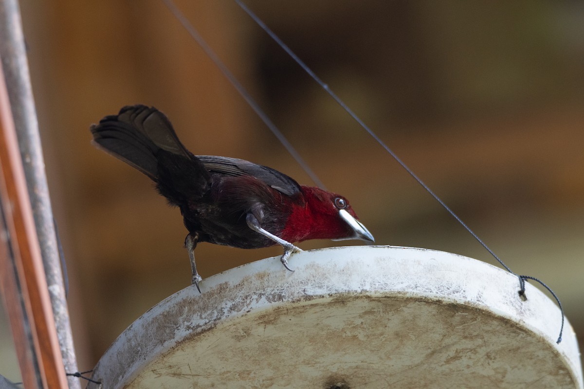 Silver-beaked Tanager - ML629978823