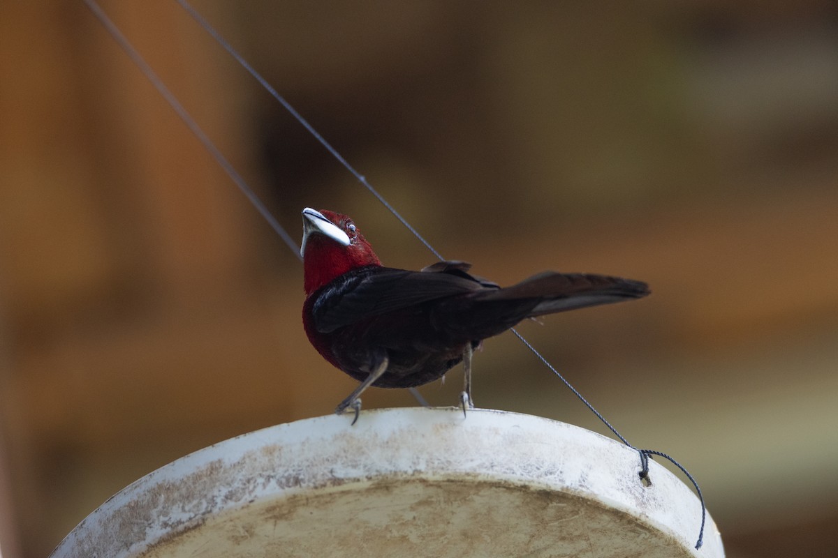 Silver-beaked Tanager - ML629978824
