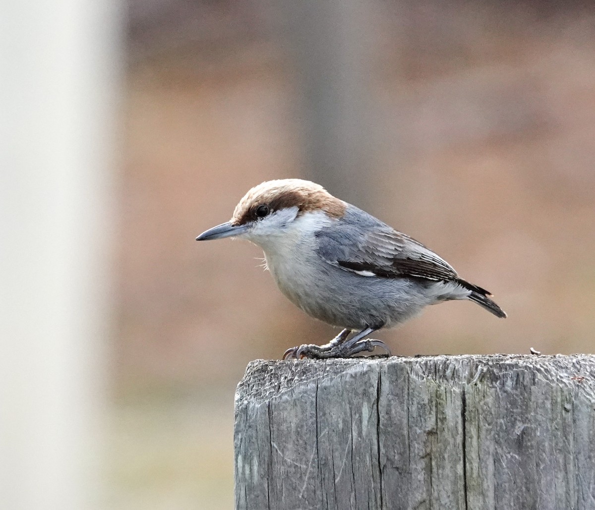 Brown-headed Nuthatch - ML629978835