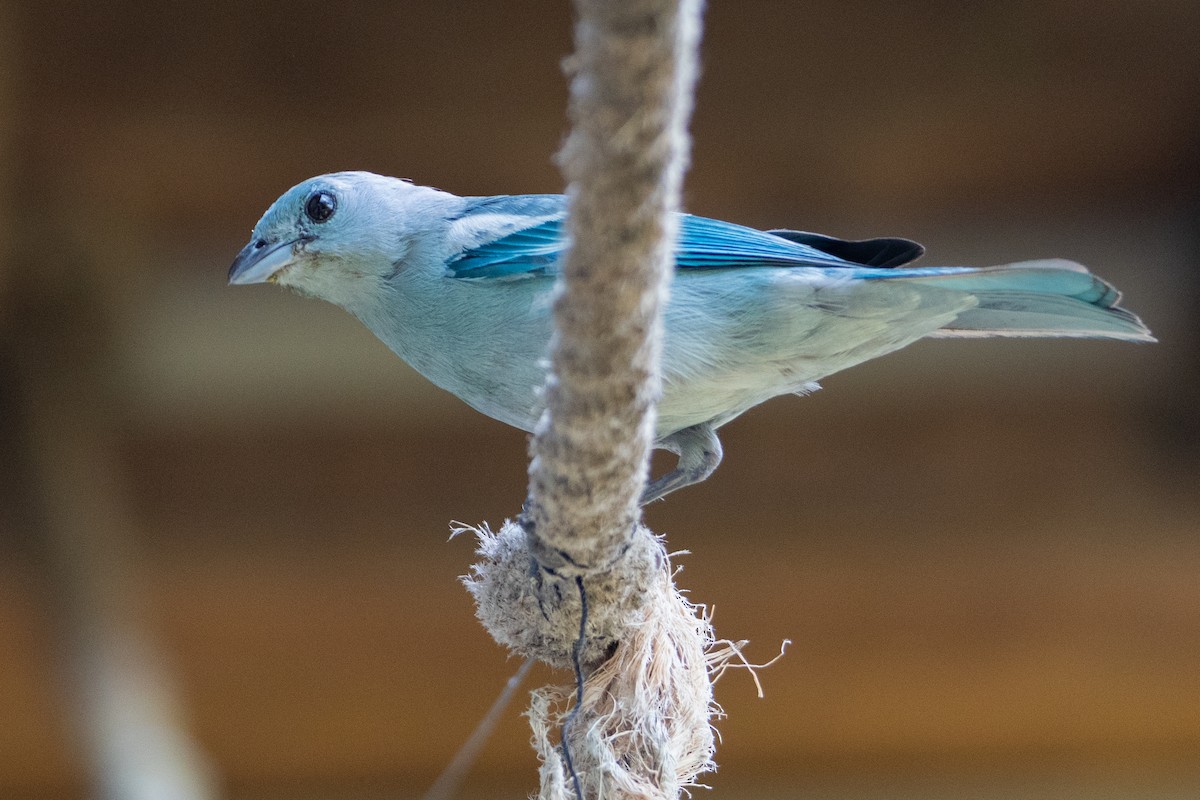 Blue-gray Tanager - ML629978854