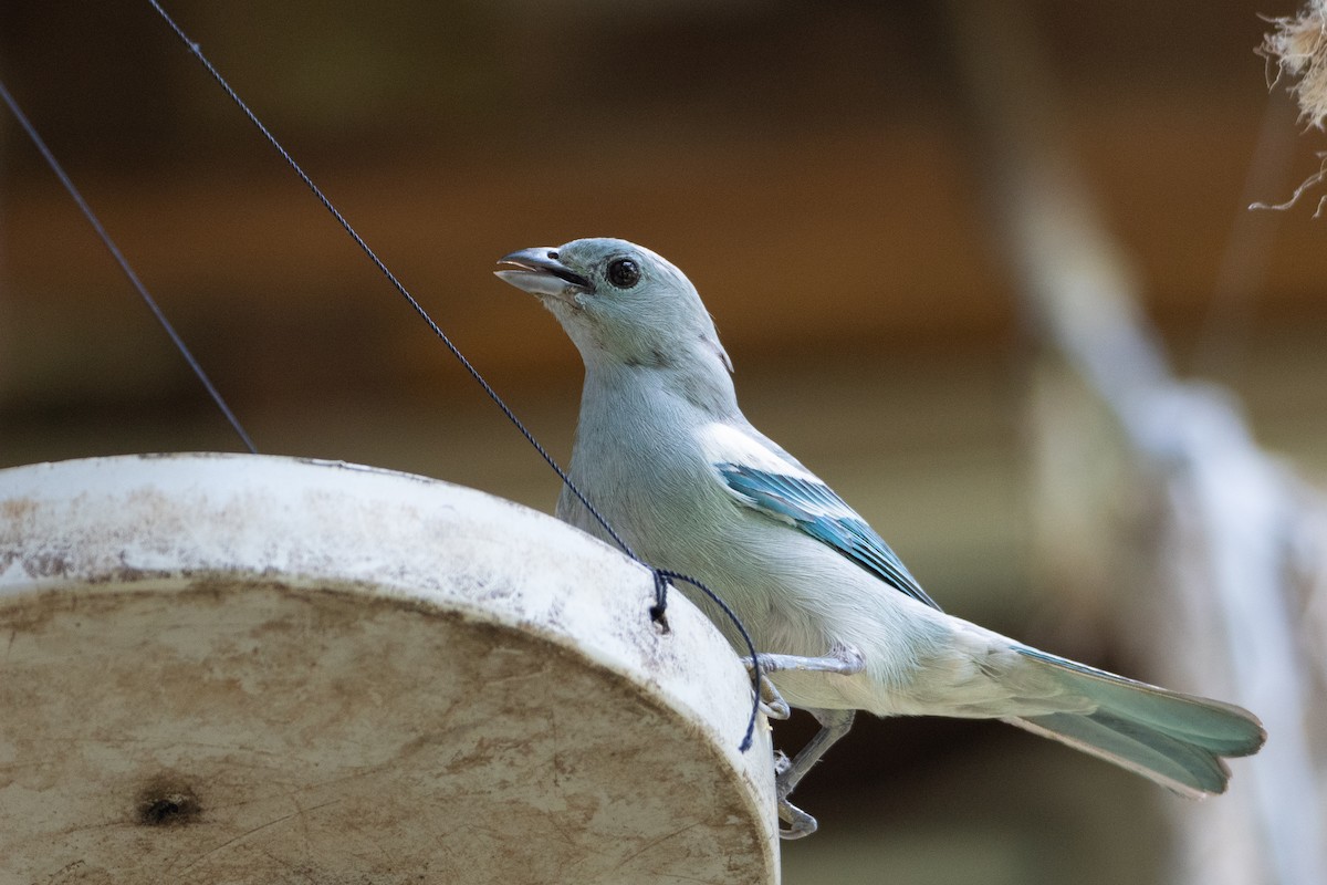 Blue-gray Tanager - ML629978855
