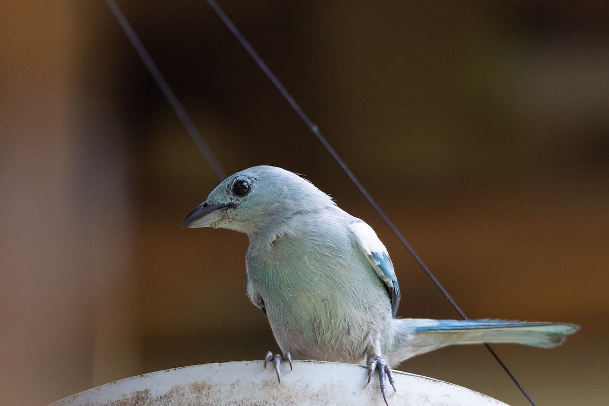Blue-gray Tanager - ML629978856