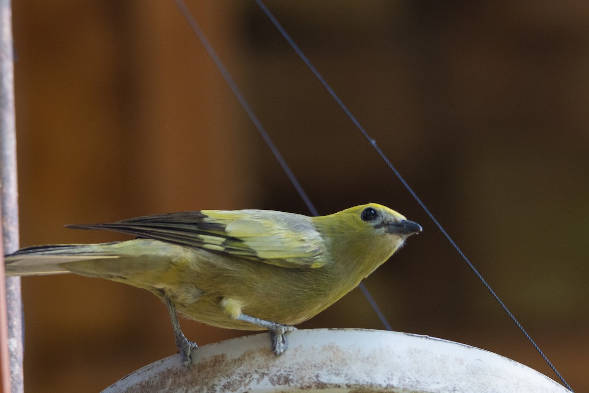 Palm Tanager - ML629978882