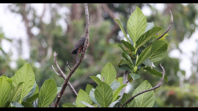 Philippine Cuckoo-Dove - ML629978899