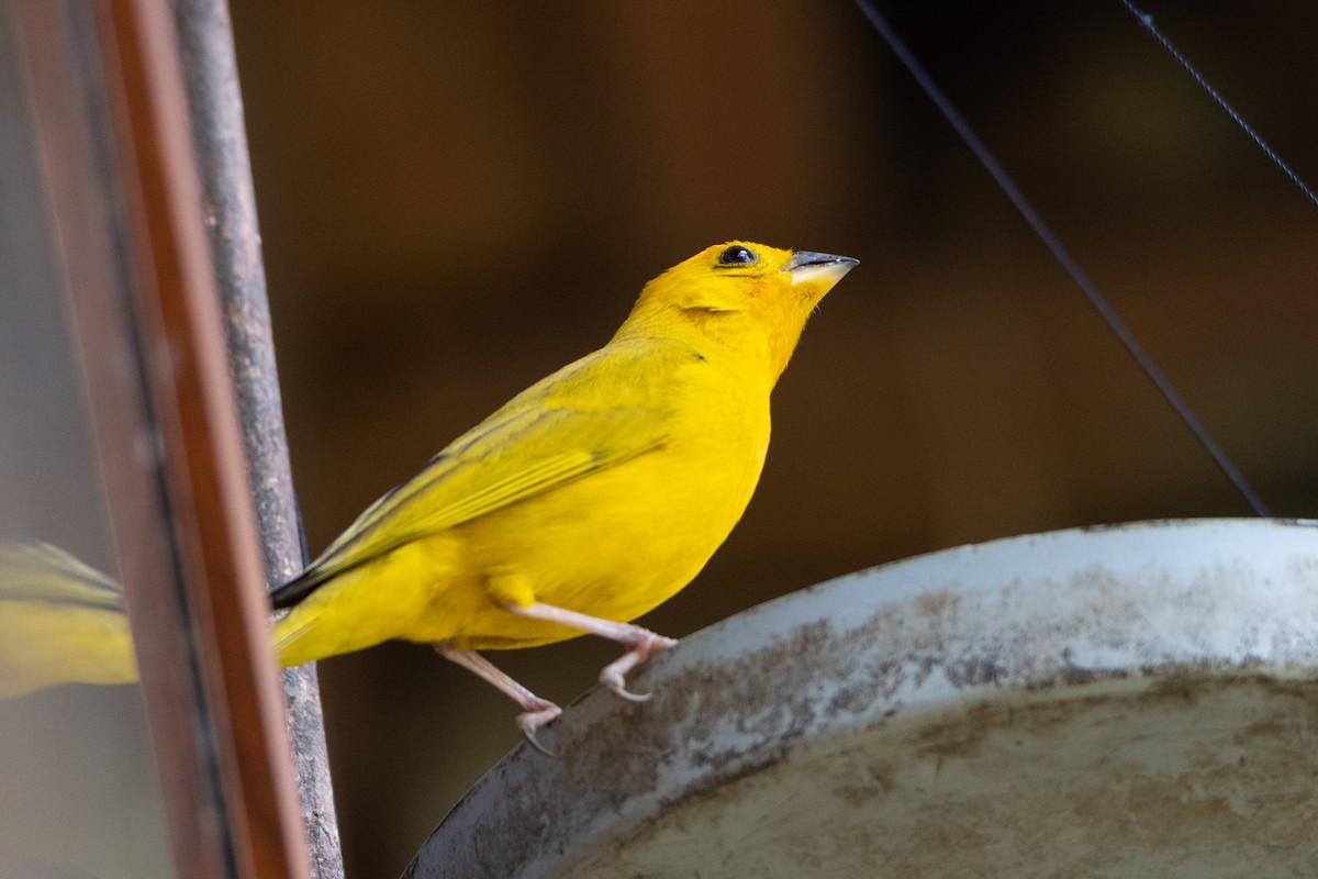 Saffron Finch - ML629978905