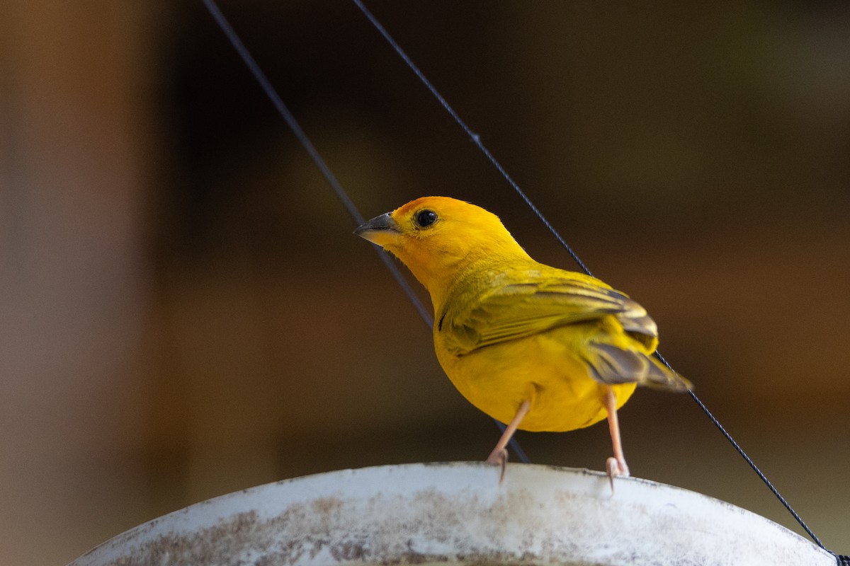 Saffron Finch - ML629978906