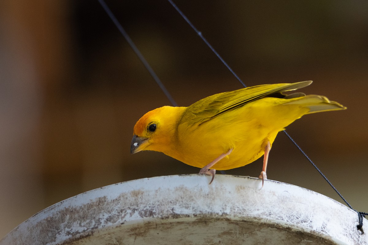 Saffron Finch - ML629978907