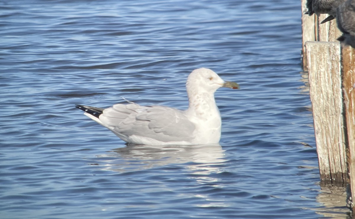 American Herring x Glaucous-winged Gull (hybrid) - ML629979024