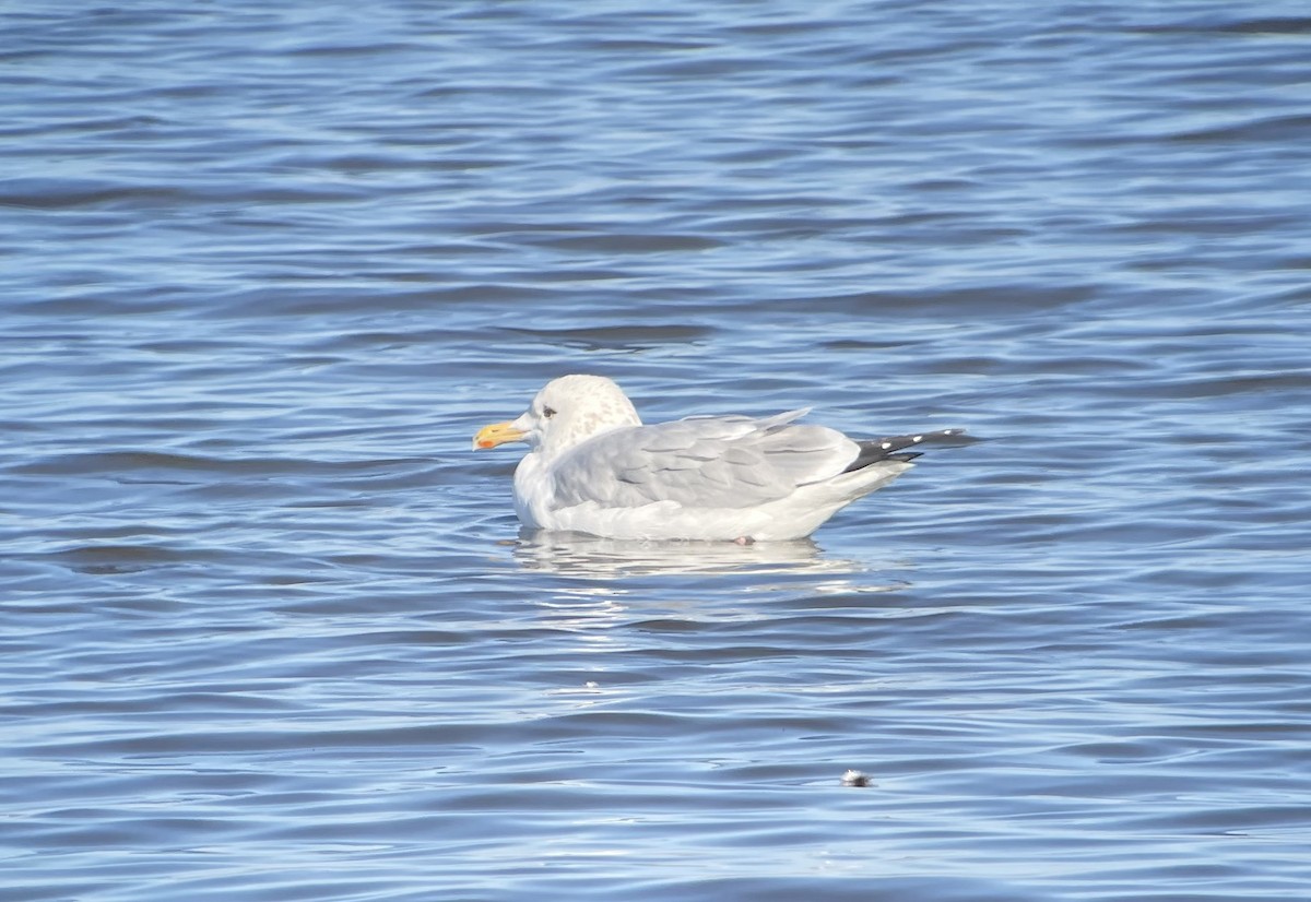 American Herring x Glaucous-winged Gull (hybrid) - ML629979029
